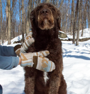 Sand Wool Blend Mittens